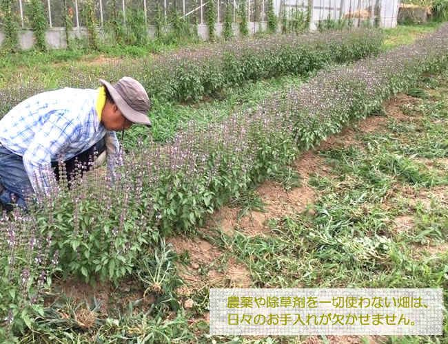 ��2025ǯ�ٻ��ۥۡ��꡼�Х��� �ե�����륦�������� �ϡ��֥��������� 150ml �ޥ������໺ �ޥ����ڥ���ѥ����ء� / ������ ���ѿ�