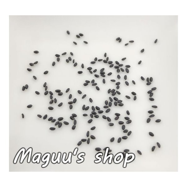 ��1��/3��/10�ޡۡڳ�ŷ��󥭥�1��(�ϡ��֤μ�)�ۥۡ��꡼�Х���μ� (�����䡦��ޡ��ȥ��륷���μ�� 1��(30γ����) �ޥ��� �ڥݥ�����ȡ�ء� ��� �ȥ��륷�� �����ץȥ��� �ϡ��� ���� �����5�