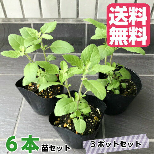 【2023年度出荷分】 ホーリーバジル苗(クリシュナ・トゥルシー苗)　(3本立×3ポットセット) 【送料無料】【同梱不可】のサムネイル