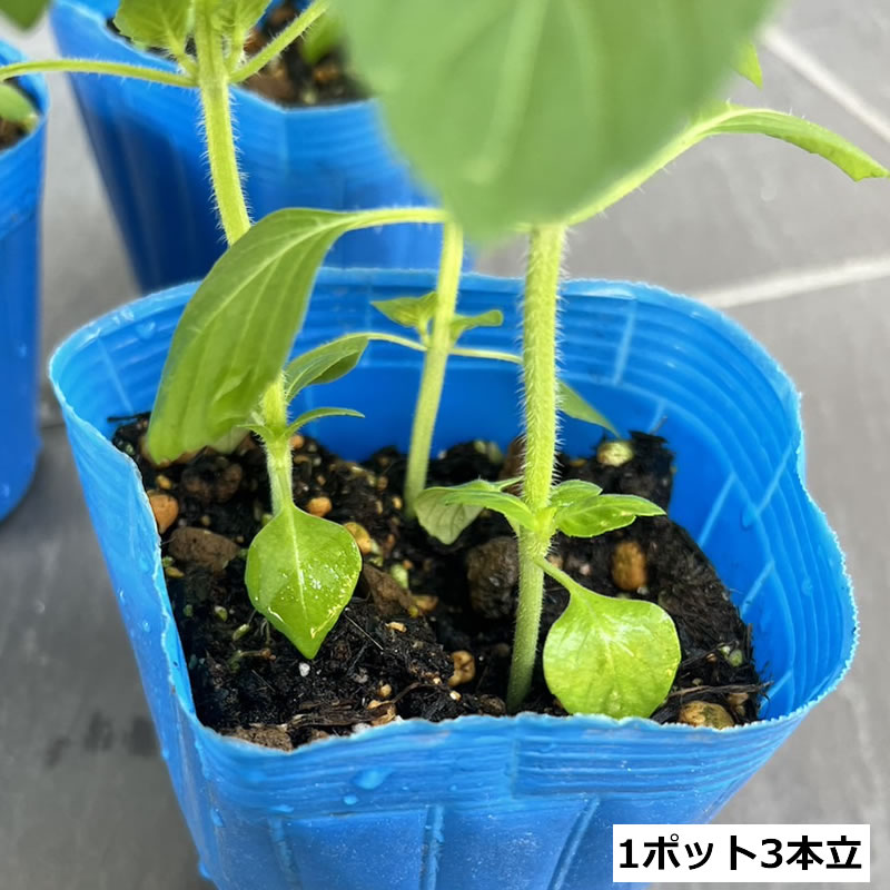 【ご予約】2026年度春夏限定 ＼5月下旬より順次出荷予定／ホーリーバジルの苗 カプ...