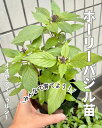 ★好評お届け中★【選べる3~15ポット】春夏限定(2025年度出荷分) ホーリーバジル苗(オオヤラマトゥルシー苗)【送料無料】【同梱不可】1ポット3本立て
