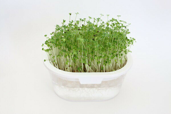 �������ǥ٥� ���ץ饦�Ⱥ����ƴ�ڥۥ磻�ȡ� ���꡼��ե�����ɥץ��������ȡ�����̵����/ �֥��å��꡼���ץ饦�Ⱥ��� �������°���Ƥ���ޤ���