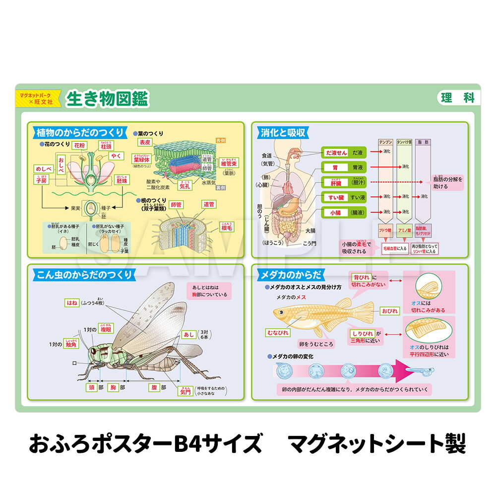 【ブラックフライデー期間ポイントUP】お風呂ポスター 【生き物図鑑】 中学受験シリーズ 理科 生物 図鑑 『マグネットパーク×旺文社』 勉強 旺文社 中学受験 ...