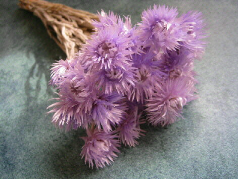 【花材】ドライフラワー 大地農園ミニシルバーデージー1束 ライトパープル