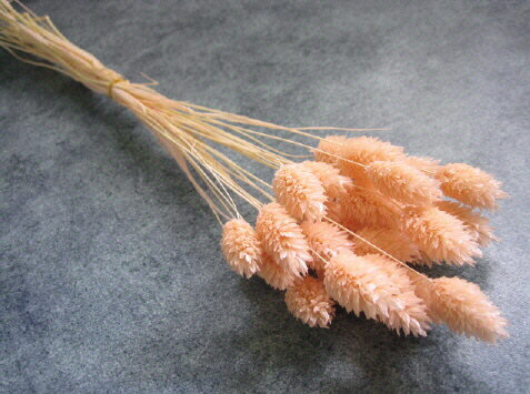 【花材】防虫加工・ドライフラワー　大地農園ポアプランツ1束　ベビーピンク