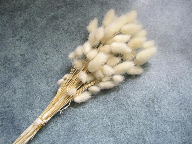 【花材】防虫加工・ドライフラワー　大地農園ハニーテール1束　白