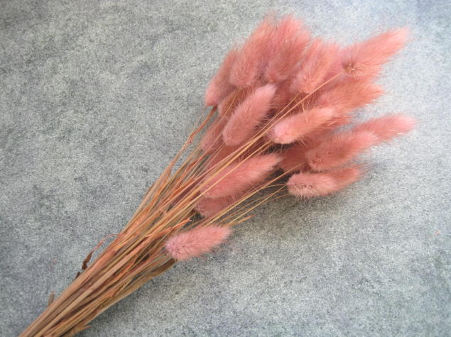 【花材】防虫加工・ドライフラワー　大地農園ラグラス1束　ナチュラルピンク