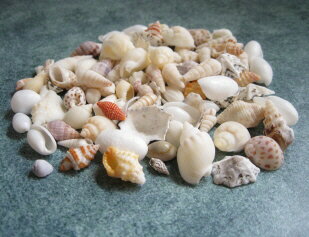 【花材】貝殻　ビーチシェル・アソート1袋　ミニ
