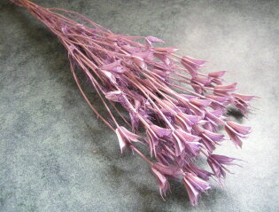 【防虫加工】ドライ花材・スモールフラワー 大地農園ニゲラオリエンタリス1束 ライトパープル