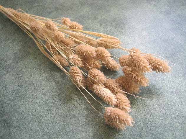 【防虫加工】花材・ドライフラワー　大地農園ポアプランツ1束　ピンクベージュ