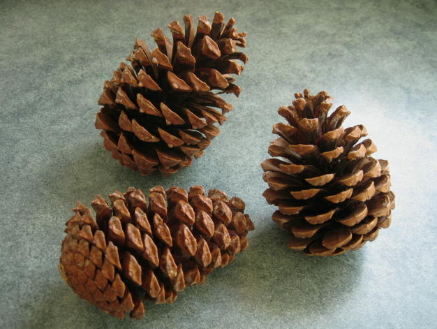 【花材】ドライフラワー・木の実 大地農園マリティマコーン1袋約3個入り N(ナチュラル)