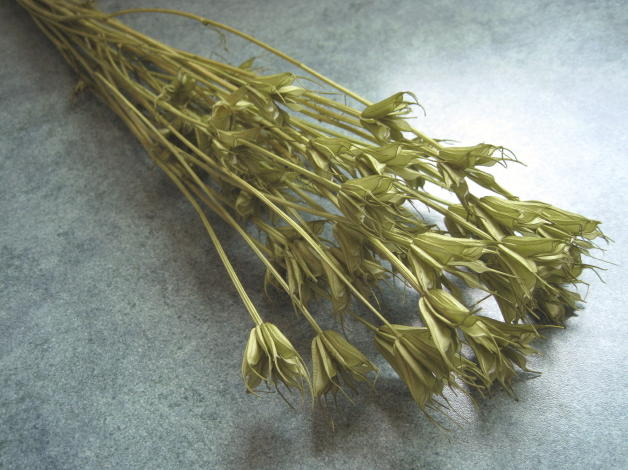 【防虫加工】ドライ花材・スモールフラワー 大地農園ニゲラオリエンタリス1束 スプリンググリーン