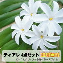 【4点セット】 ティアレ 10cm 髪飾り ヘアアクセ ピック クリップ タヒチ ポリネシア 造花 くちなし タヒチアンダンス フラダンス 衣装 ハワイ リゾート ウエディング プール 海 パーティー 発表会 お遊戯会 南国 トロピカル ディスプレイ