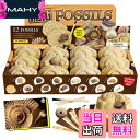 【送料無料】XXTOYS 化石発掘キット 化石標本 化石 発掘 キット 天然化石 発掘セット 発掘おもちゃ サメの歯 12個セット 古生物学 子供 プレゼント ...