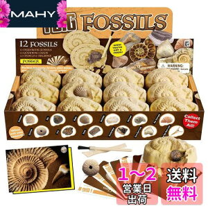 XXTOYS 化石発掘キット 化石標本 化石 発掘 キット 天然化石 発掘セット 発掘おもちゃ サメの歯 12個セット 古生物学 子供 プレゼント ギフト