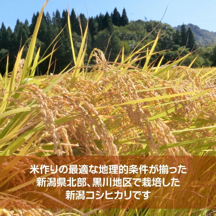 【ゴルフコンペ 景品 参加賞】新潟産コシヒカリ 1kg 箱入り 熨斗付き×5点セット