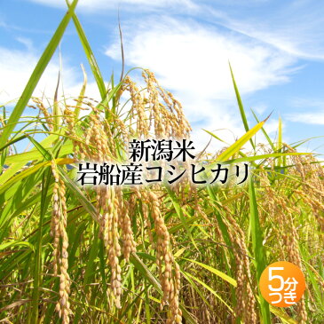 岩船産コシヒカリ 5分搗き米 10kg<あす楽・即日発送>(分つき 米 お米 新潟 新潟米 コシヒカリ こしひかり 岩船産)