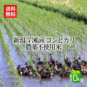 農薬無使用米 岩船産コシヒカリ 玄米 10kg＜あす楽・即日発送＞(農薬不使用 アイガモ農法 合鴨 米 お米 新潟 新潟米 コシヒカリ)