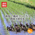 農薬無使用米 岩船産コシヒカリ 白米 3kg＜あす楽・即日発送＞(農薬不使用 アイガモ農法 合鴨 米 お米 新潟 新潟米 コシヒカリ)