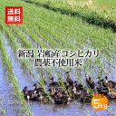 農薬無使用米 岩船産コシヒカリ 白米 5kg＜あす楽・即日発送＞(農薬不使用 アイガモ農法 合鴨 米 お米 新潟 新潟米 コシヒカリ 送料無料)