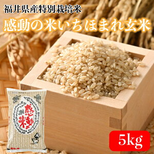 令和6年産 福井県産 感動の米いちほまれ玄米 5kg 残留農薬検査 色彩選別 特別栽培米