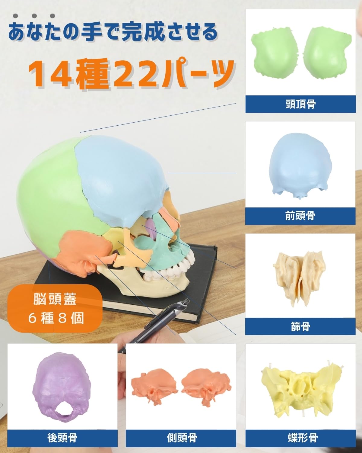 楽天市場】頭蓋骨22分割模型の通販