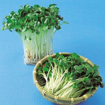 乐天商城 - スプラウト 種 【かいわれ大根】 種 1L