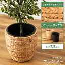 【10%OFFクーポン配布中!16日23:59迄】【Mサイズ】 プランター 8号 8号用 植木鉢 グリーンポット 鉢植え ヒヤシンス ウォーターヒヤシンス 水草...