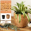 【10%OFFクーポン配布中!16日23:59迄】【Sサイズ】 プランター 7号 7号用 植木鉢 グリーンポット 鉢植え ヒヤシンス ウォーターヒヤシンス 水草...