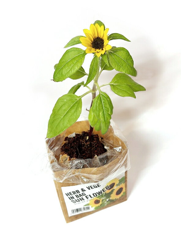 ハーブ＆ベジ インバッグ HERB＆VEGE IN BAG ヒマワリ 向日葵 ひまわり ハーブ 野...