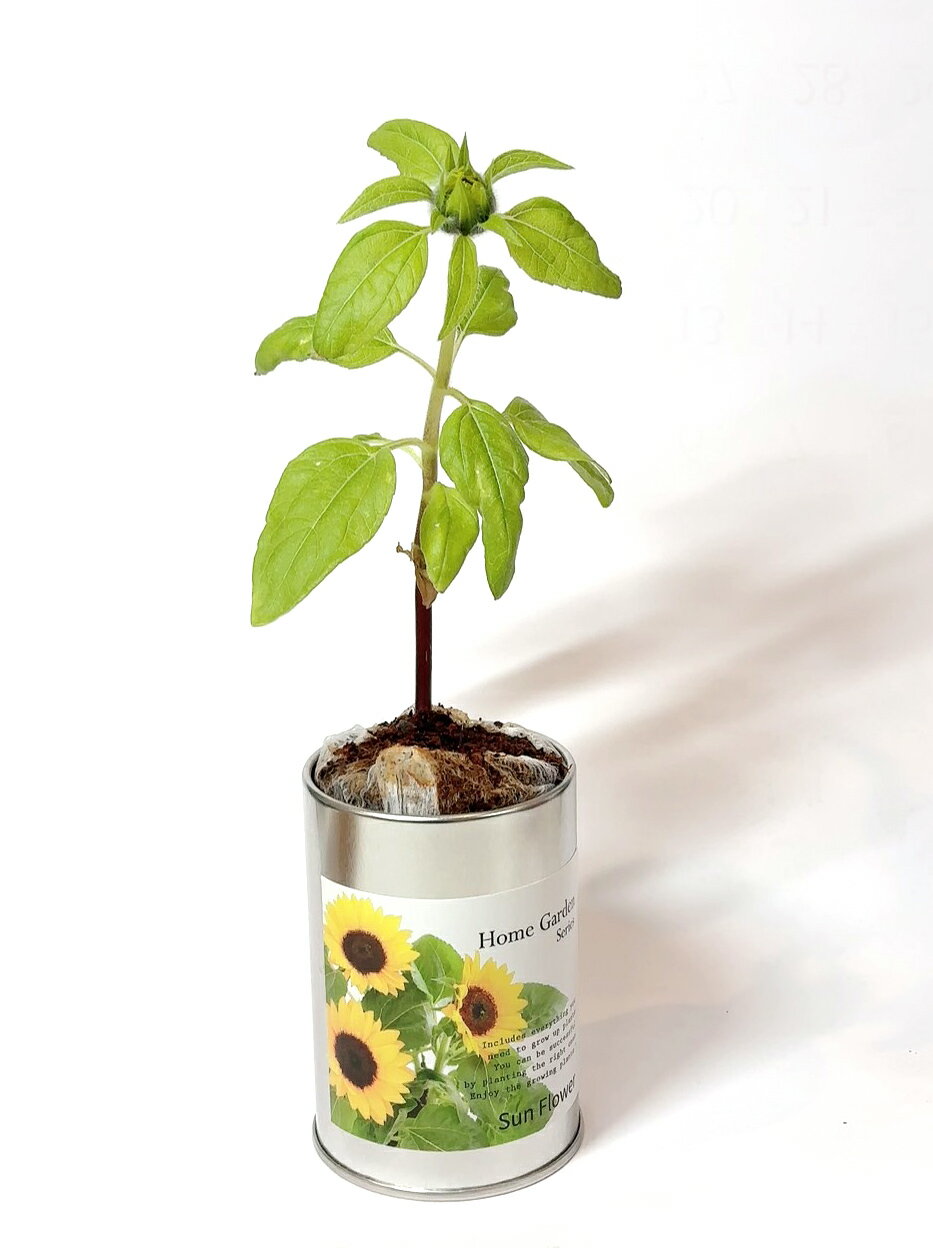 ホームガーデンシリーズ ヒマワリ ハーブ 野菜 花 栽培 栽培セット 栽培キット 家...