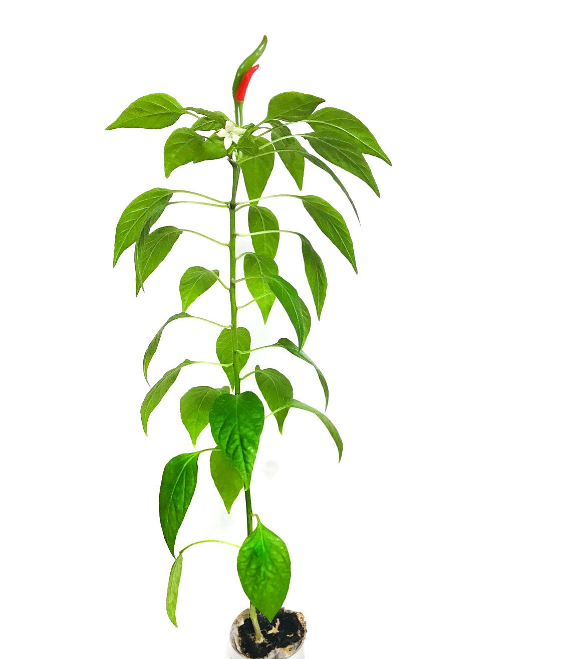 ホームガーデンシリーズ トウガラシ ハーブ 野菜 花 栽培 栽培セット 栽培キット ...