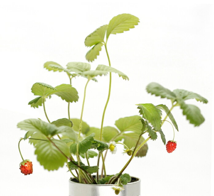 ホームガーデンシリーズ ワイルドストロベリー ハーブ 野菜 花 栽培 栽培セット 栽...
