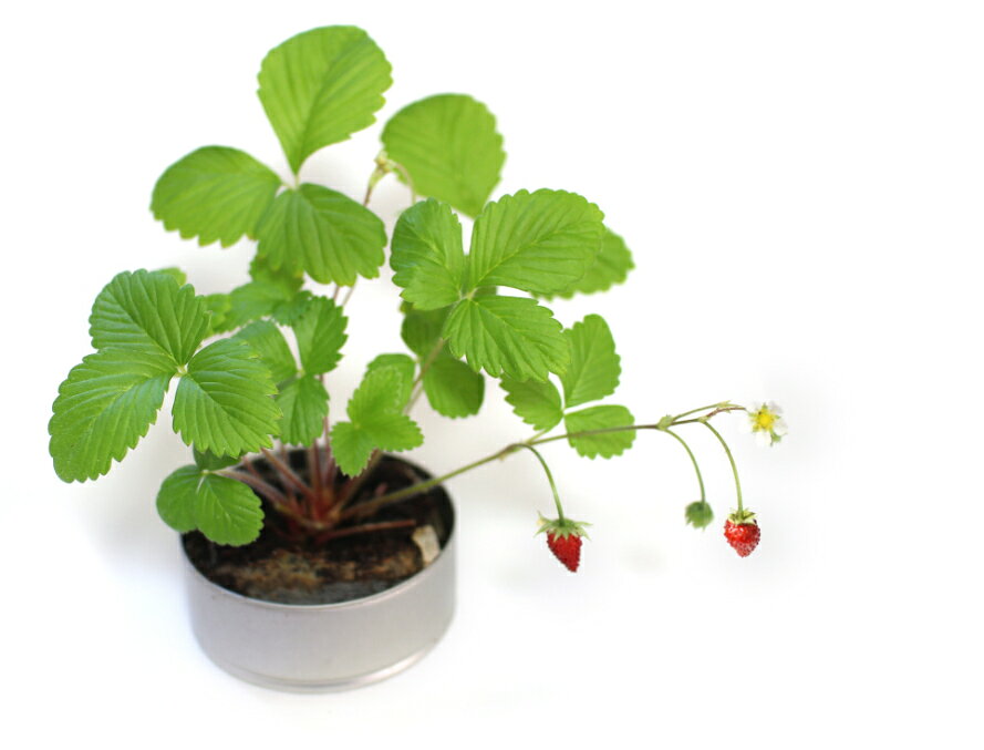 newリトルガーデンワイルドストロベリー ハーブ 野菜 花 栽培 栽培セット 栽培キッ...