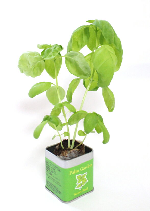 パームガーデン バジル ハーブ 野菜 花 栽培 栽培セット 栽培キット 家庭菜園 キッ...