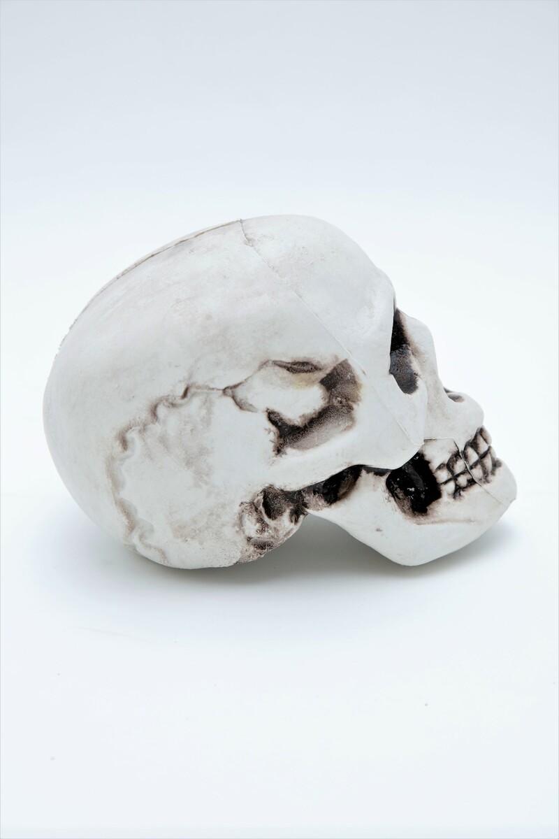 Ƭ���� �ϥ������� �ɥ��� ������ �� ���� ��ʪ �ǥ��졼����� Ź������ Ƭ�� �Ϸ� ��ץꥫ ���ư�� ����ƥꥢ ���� ��ʪ �ۥ顼 �ꥢ�� �λ