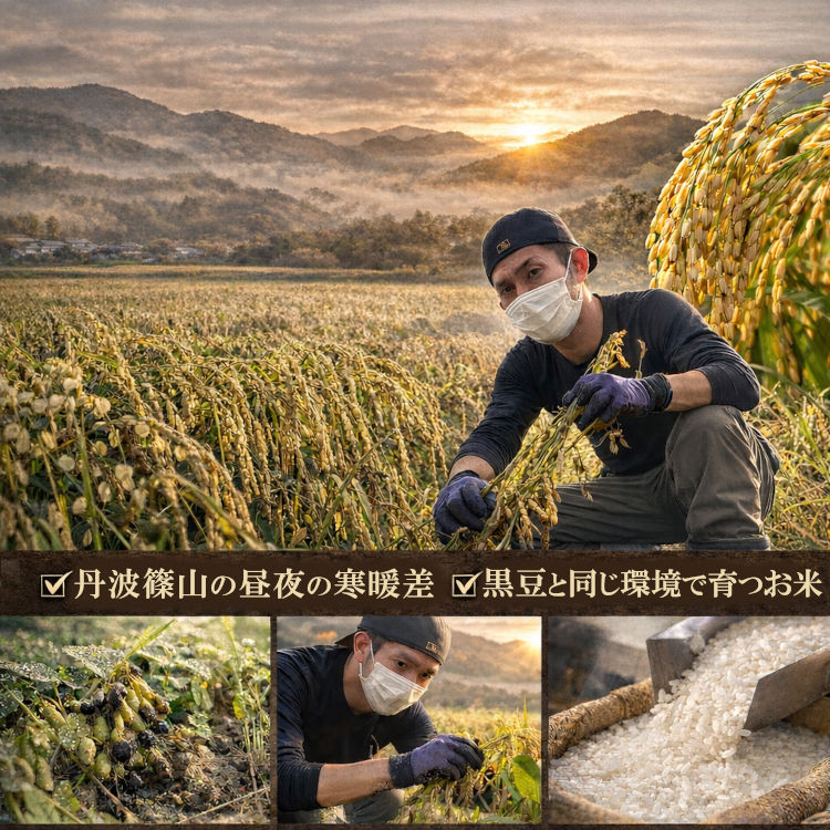 丹波篠山産コシヒカリ10kg 白米 精米仕立て...の紹介画像3