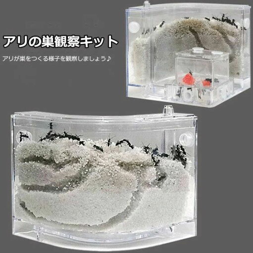 アリの巣 あり観察キット アリの巣観察キット アリ 巣 観察 飼育ケース 砂 自由研究 小学生 キット あり 蟻 飼育セット 実験セット 観察 工作 男の子 女の子 夏休み 学習用 おもしろ実験 アリの巣 あり観察キット アリの巣観察キット アリ 巣 観察 飼育ケース 砂 自由研究 小学生 キット あり 蟻 飼育セット 実験セット 観察 工作 男の子 女の子 夏休み 学習用 おもしろ実験