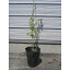 （受注後納期確認）ブルーベリーの苗木　2品種（バークレイ＋ダロウ）　2年生　特等苗