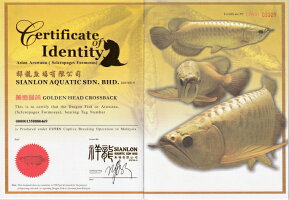 送料無料 アジアアロワナ 過背金龍 ゴールデンヘッド 観賞魚 No 0 0013 20 21cm前後 イーロン養魚場 Sale0304 アクアランド まっかちん 写真の個体をお送りします 送料無料 アジアアロワナ 過背金龍 ゴールデンヘッド 観賞魚 No 0 0013 20 21cm前後 イーロン養魚場 Sale0304 アクアランド まっかちん 写真の個体をお送りします