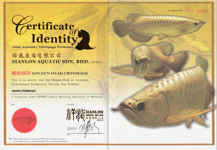 送料無料 アジアアロワナ 過背金龍 ゴールデンヘッド 観賞魚 No 0 0013 ２０ ２１ｃｍ前後 イーロン養魚場 Sale0304 アクアランド まっかちん 写真の個体をお送りします