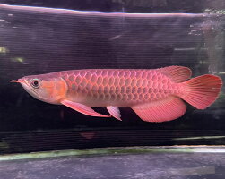 紅龍 伝統ファームの傑作 観賞魚 熱帯魚 アクアリウム 送料無料 個体no210 体長30cm前後 アクアランド まっかちん エンパンレッド スーパーレッド アジアアロワナ 紅龍 伝統ファームの傑作 観賞魚 熱帯魚 アクアリウム 送料無料 個体no210 体長30cm前後 アクアランド まっかちん エンパンレッド スーパーレッド アジアアロワナ