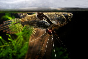 バタフライフィッシュ パントドン 熱帯魚大好き バタフライフィッシュ パントドン 熱帯魚大好き