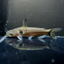 インドゴールデンミスタス(ミストゥス)(Horabagurus brachysoma) ワイルド インド便《8~9cm前後》(4)