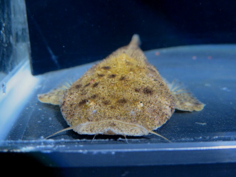 パカモンキャット　ワイルド 　ブラジル　サンフランシスコ河産　A個体《11cm前後》