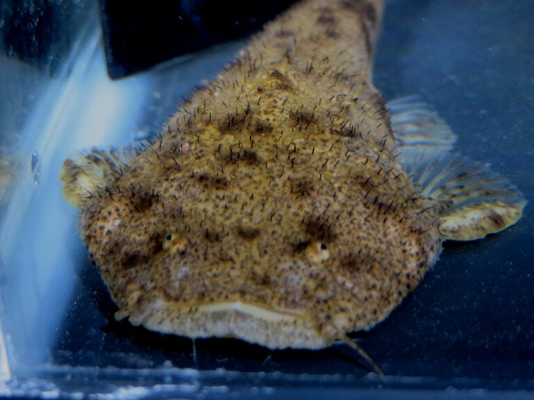 パカモンキャット　ワイルド 　ブラジル　サンフランシスコ河産　B個体《10．5cm前後》