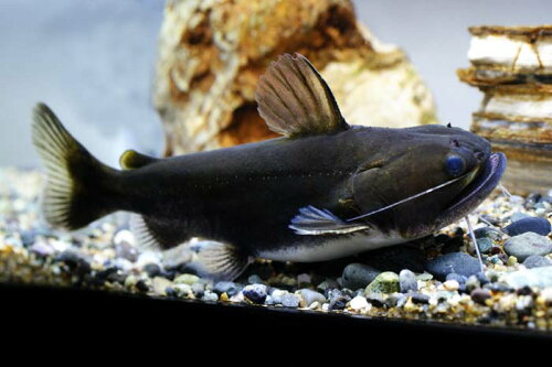 バトラクスキャットの飼育方法 餌の種類 混泳は出来る 生体雑記ブログ バトラクスキャットの飼育方法 餌の種類 混泳は出来る 生体雑記ブログ