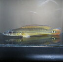 A個体　オレンジパイクシクリッド（Crenicichla sp. ”xingu 1”）ブラジル　シングー河産《11．5cm前後》