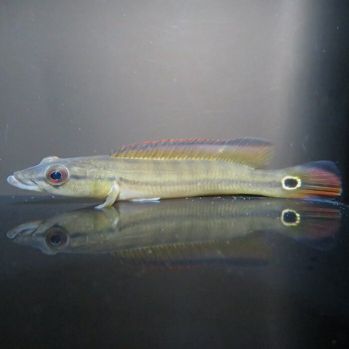 B個体　オレンジパイクシクリッド（Crenicichla sp. ”xingu 1”）ブラジル　シングー河産《11cm前後》