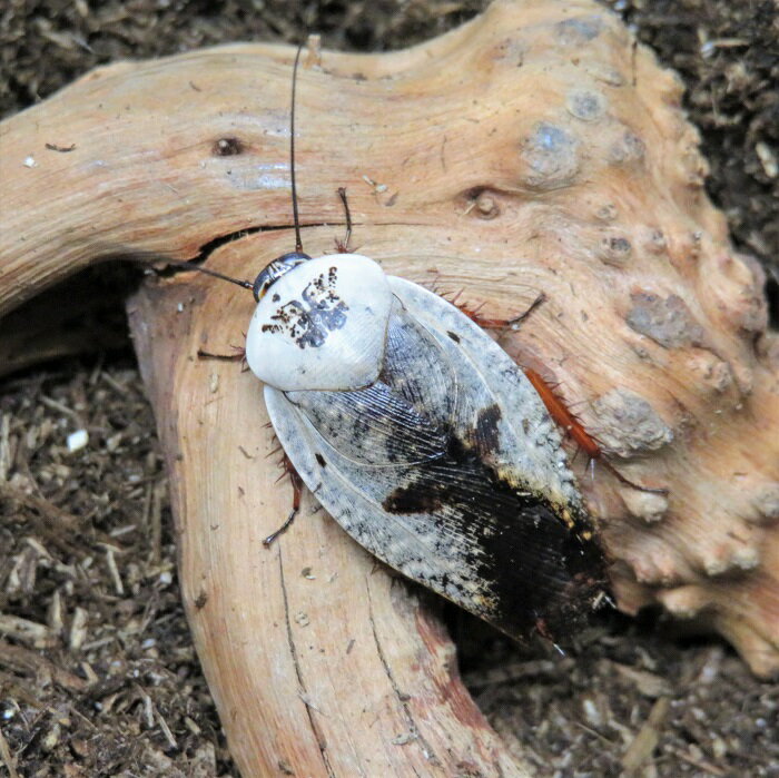 ゴーストポーセリンローチ（クロムローチ）　幼虫5匹【昆虫】